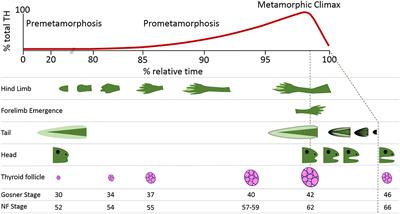 Corrigendum: Contaminant and Environmental Influences on Thyroid Hormone Action in Amphibian Metamorphosis